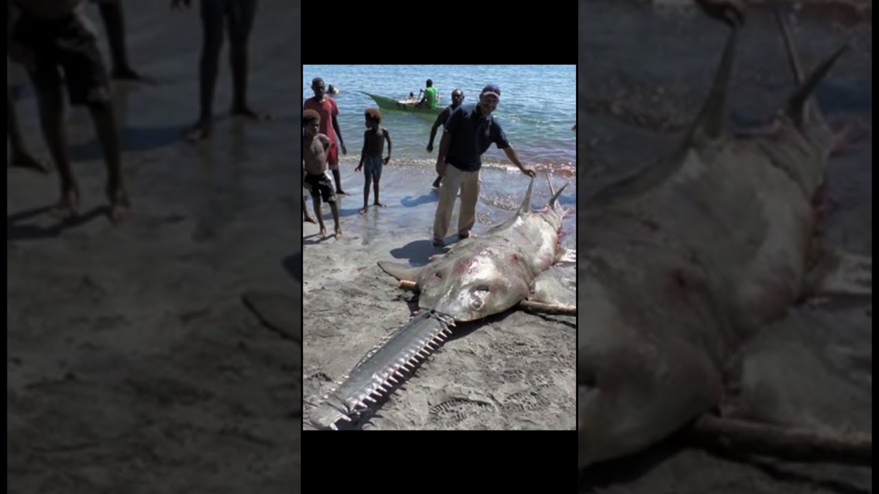 Sawfish get pretty big