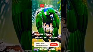 Birds Wet In The Rain