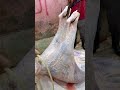كيفيه اقوي نقش البقري ممكن تشوف اسرع جزار شاهد رفع عجل بقره في الونش استخراج جلد من داخل ضهري العجل