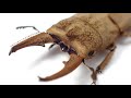 ホラサビクワガタの紹介と産卵セット ペルフォラトゥス【クワガタ飼育】