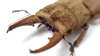 Results of finding the egg-laying set of the Chilean wingless stag