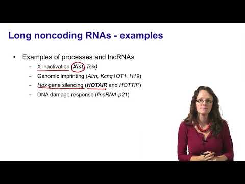 Video: Lang Ikke-kodende RNA Malat1 Aktivert Autofagi, Og Dermed Fremmer Celleproliferasjon Og Hemmer Apoptose Ved å Svampe MiR-101 I Tykktarmskreft