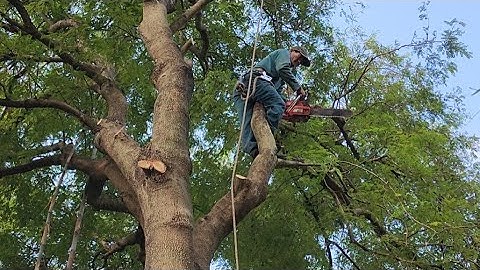 Cưa  cây  me  chua  siêu  to  nghiên  vào  nhà  .Cưa  cây  kỷ  thuật  cao