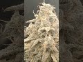 frosty brrrrr 🔥