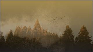 Soft Viola Ambient – Calm Soundscape for Deep Relaxation screenshot 4