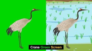 Crane Green Screen | Crane Bird | Green BackGround Screen