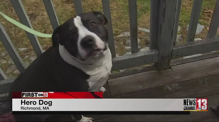 Hero dog helps save Berkshire County orchard, wine...