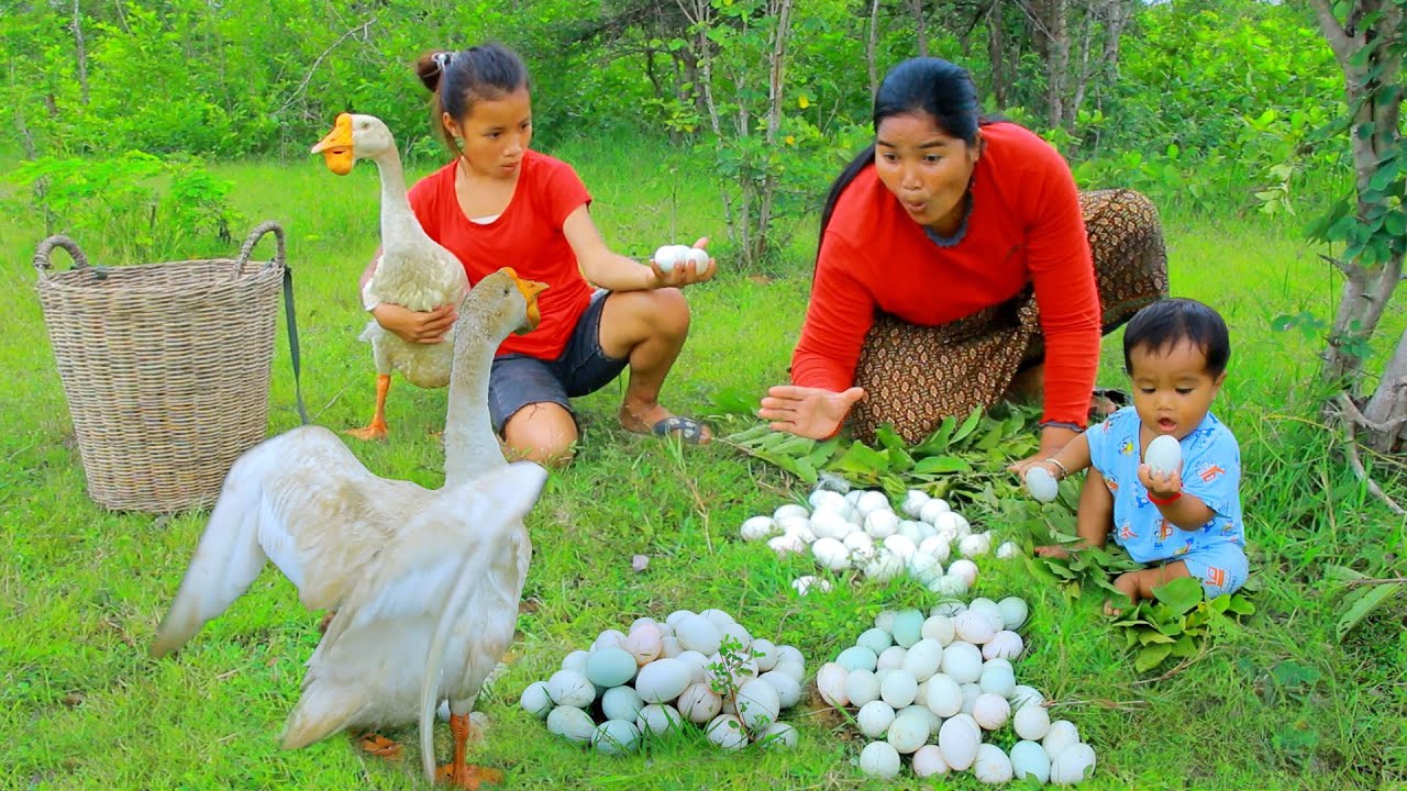 Mother and child Catch Goose egg meet Rambutan in forest - Cooking soup egg Goose For children