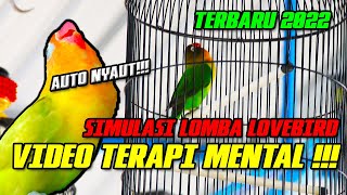 Simulasi Lomba Lovebird Dewasa Fighter | VIDEO PANCINGAN SEBELUM LOMBA!!