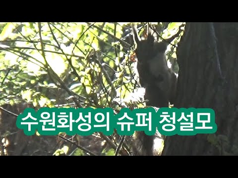 세계문화유산 수원화성의 슈퍼 청설모, Squirrel, Suwon Hwaseong, Hwaseong Fortress, <strong>Unesco</strong>, <strong>World</strong> <strong>Heritage</strong>