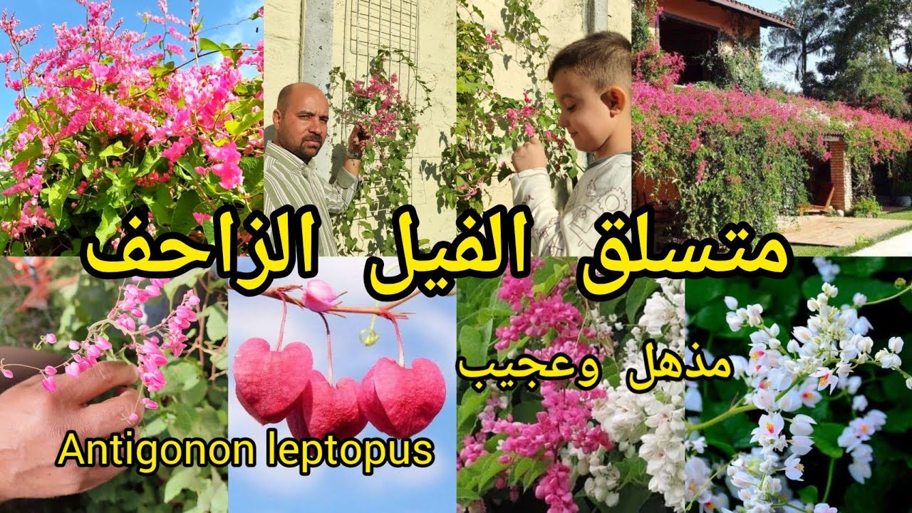 متسلق الفيل الزاحف الانتجيون Antigonon leptopus رحيقي جاذب للنحل 🐝 وزعنا بذوره للتشجيع على الزراعة