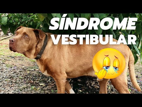 Vídeo: Meu cachorro continua lambendo o Windows