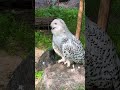 Белая сова вблизи — такой взгляд не забудешь! 🦉 Zoo Wrocław #впольше #вроцлав #animals