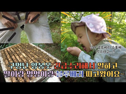 찢어진 양봉옷 긴급수선후 양봉일하고 딸이랑 멍멍이랑 블루베리 따러간 아주 평범한 스웨덴 시골 일상 /국제커플/국제가족/육아일상/직장브이로그