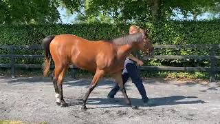 Phoenix Of Spain Ex Beach Wedding Filly Profile Video