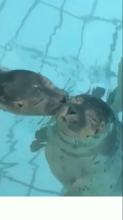 Foca Fofinha-Cute Seal #shorts#fofos#focas#foquinhas#nature#animais