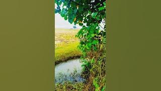 LAGU : BAHTERA CINTA : TIYA ft RIAN.