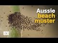 Saltwater cattle mustering on Australian beaches 🐃🤠🌊 | Wild Rides Ep 3 | ABC Australia