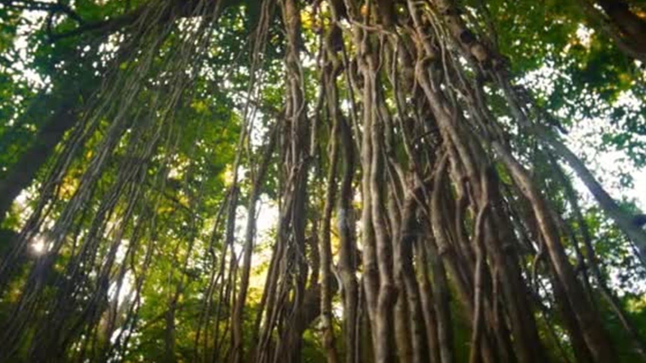 ¿Qué es el BEJUCO? YouTube