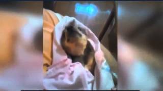 лучшая сборка приколов, компиляция приколов 2015 лучшая сборка приколов, компиляция приколов 2015