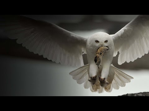 ველური ჩრდილოეთი 1