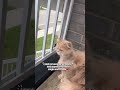They Laughed at 100 Subscribers… I Didn’t 🐾 #cats #cat #viral #fyp #shorts #cute #persian #petlover