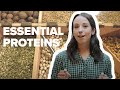 High Protein Foods Quiz