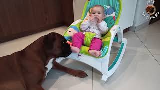 7 month old baby wants to play with boxer dog by Dilon the boxer dog 8,962 views 3 years ago 2 minutes, 35 seconds