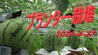 プランターでスイカ栽培   　屋上へ土の上げ降ろし　苗の植え付け.....　　　プランタ―栽培始めませんか　202462728