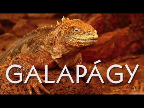Video: Co Jsem Se Naučil Plavit Se Na Galapágy