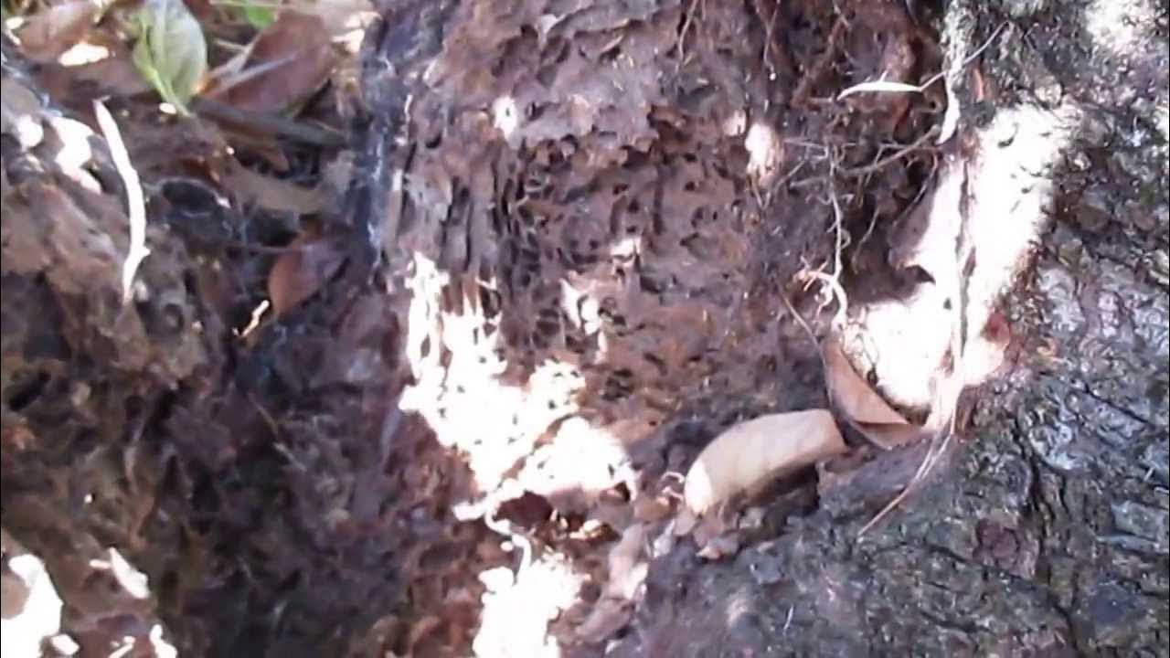 Termite Nest in a tree stump YouTube