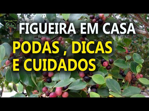 Vídeo: Como cultivar uma figueira em casa?