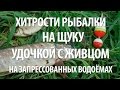 КАК ЛОВИТЬ ЩУКУ на ЖИВЦА с БЕРЕГА на ПОПЛАВОЧНУЮ УДОЧКУ на ЗАПРЕССОВАННЫХ ВОДОЕМАХ