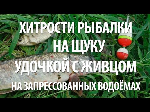 Video: Kako Uloviti Loach