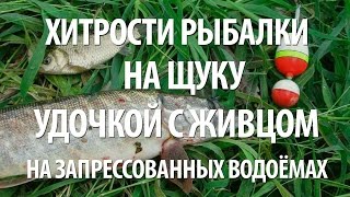 КАК ЛОВИТЬ ЩУКУ на ЖИВЦА с БЕРЕГА на ПОПЛАВОЧНУЮ УДОЧКУ на ЗАПРЕССОВАННЫХ ВОДОЕМАХ(Как успешно ловить и поймать щуку на живца на запрессованных водоёмах поплавочной удочкой с берега. Узнайт..., 2016-11-07T08:00:02.000Z)