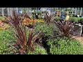 Lowe’s Garden Center visit to see flowers in stock now and plant clearance!