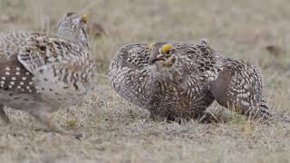 Sharp-tailed Grouse display spectacular courtship performance