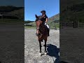 Sunny Queenstown ride #shorts #queenstown #showjumping