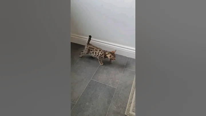 Video 5647901: home bengal