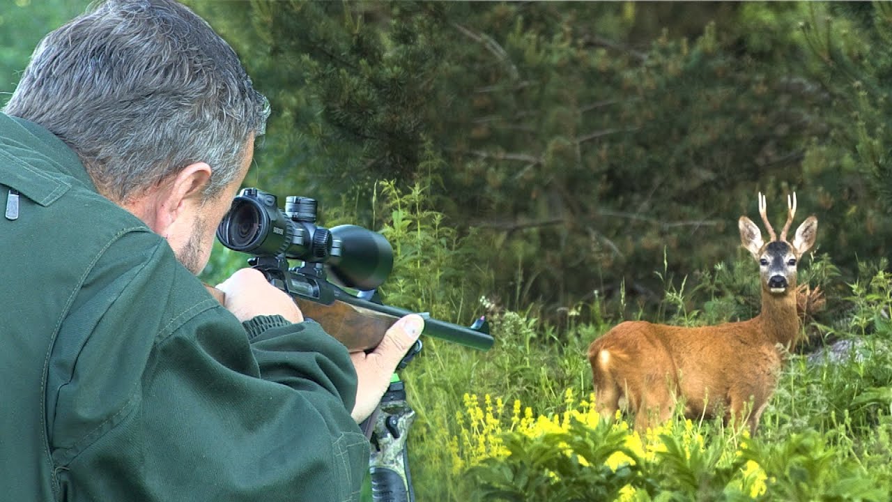 Hunting Serbia - Lov na Goliji - srndać, divlja svinja i vuk | Hunting ...