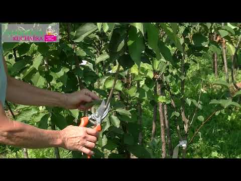 Video: Hruške primerne za Espalier - Nasveti za gojenje hrušk Espalier