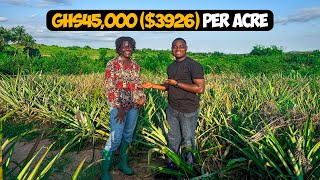 Pineapple Farming Explained: How To Make GHS 45,000($3,926) as a Beginner in Ghana (2026) - DETAILED