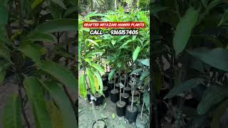 Grafted Miyazaki Mango Plants #shorts #farming #agriculture #homegarden #plantation
