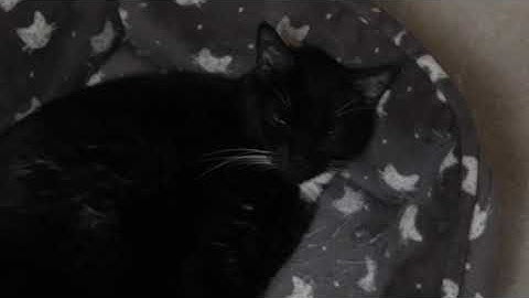 Peer Mentor Introduction - Donovan Long