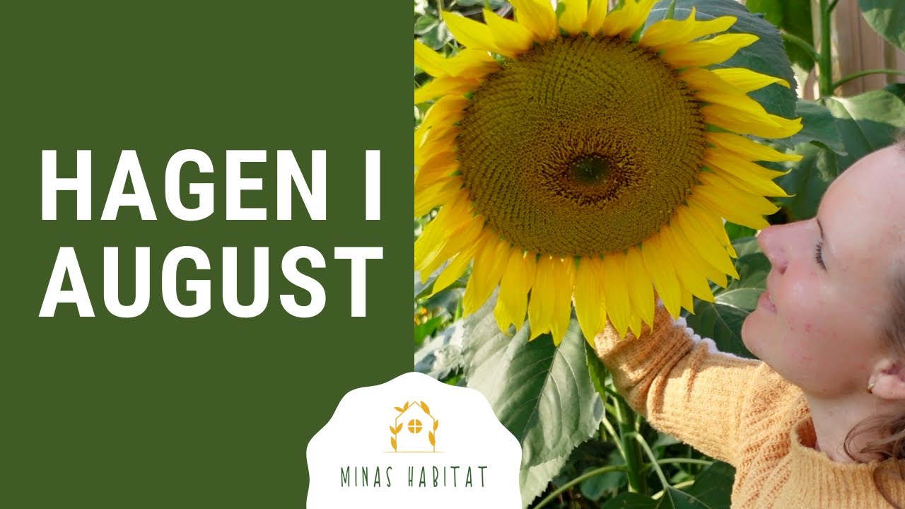 Hagen i august | Solsikker, kål og høsting