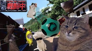 戦闘中をすることになった猫たちの日常Part3【猫ミーム】【猫マニ】