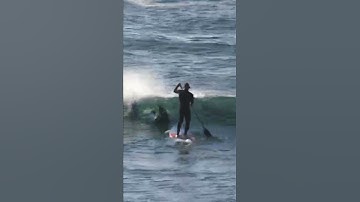 Paddle Boarder Gets Smashed by Dolphin  funy video #funy #funyvideo #shorts