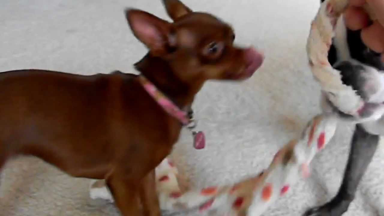 Chihuahua Puppy Nearly Coughs up a Hairball! YouTube