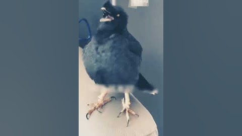 "تدبر عظمه التوحيد قي سوره الاخلاص٠٠٠ ( تلاوة مؤثره للسوره)"