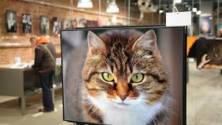 Funny Cats Videos To Make You Funny With Cute Cat|How To Create Funny Photo . screenshot 2